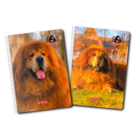 Afișează detalii pentru CAIET A4 70F SPIRA PATRATELE BOSS PHANTOM Poza cu CAIET A4 70F SPIRA PATRATELE BOSS PHANTOM