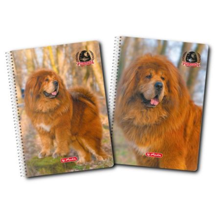 Afișează detalii pentru CAIET A4 70F SPIRA DICTANDO BOSS PHANTOM Poza cu CAIET A4 70F SPIRA DICTANDO BOSS PHANTOM